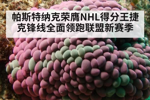 帕斯特纳克荣膺NHL得分王捷克锋线全面领跑联盟新赛季